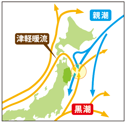 南から上がってくる「黒潮」と北からの「親潮」、日本海から津軽海峡を通ってくる「津軽暖流」