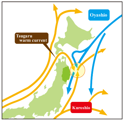 In this area, many currents intersect. There is the Kuroshio current from the south, the Oyashio current from the north, and the Tsugaru warm current that flows in from the Tsugaru Straight by the Sea of Japan.
